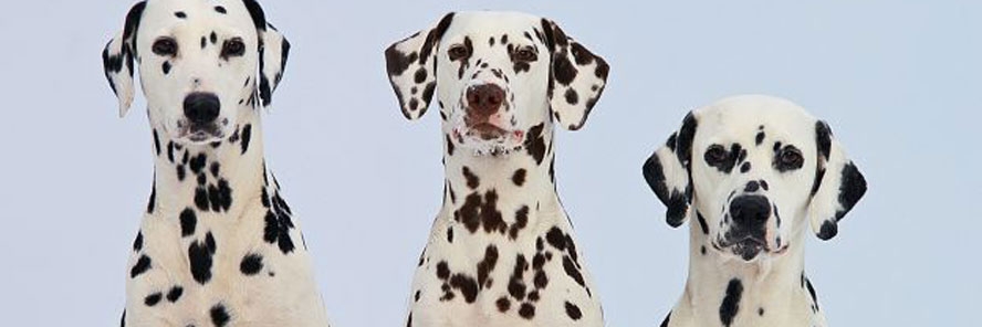 Na Poljud dolazi preko četiri tisuće pasa!