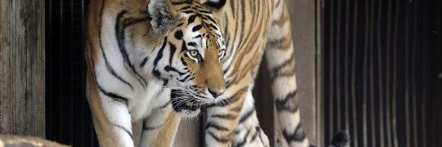 Zakašnjela prvotravanjska šala izazvala paniku u gradu pod Marjanom (AUDIO)